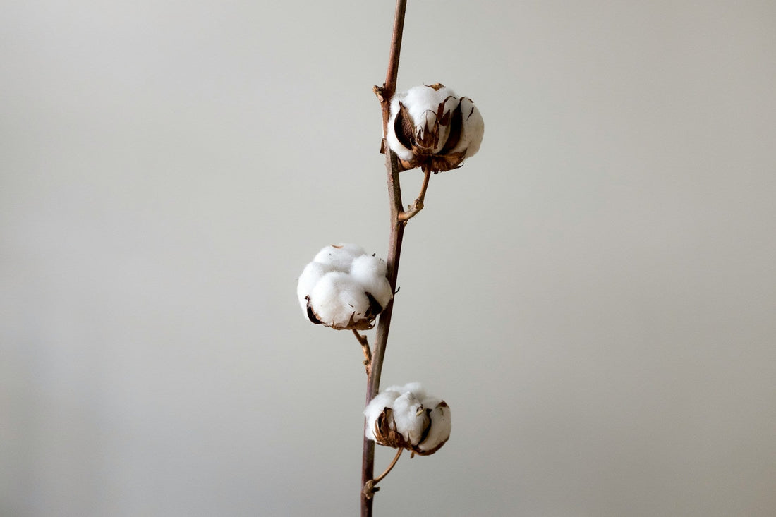 Ist Cotton gleich Baumwolle? Die überraschende Wahrheit - by Aylin Koenig