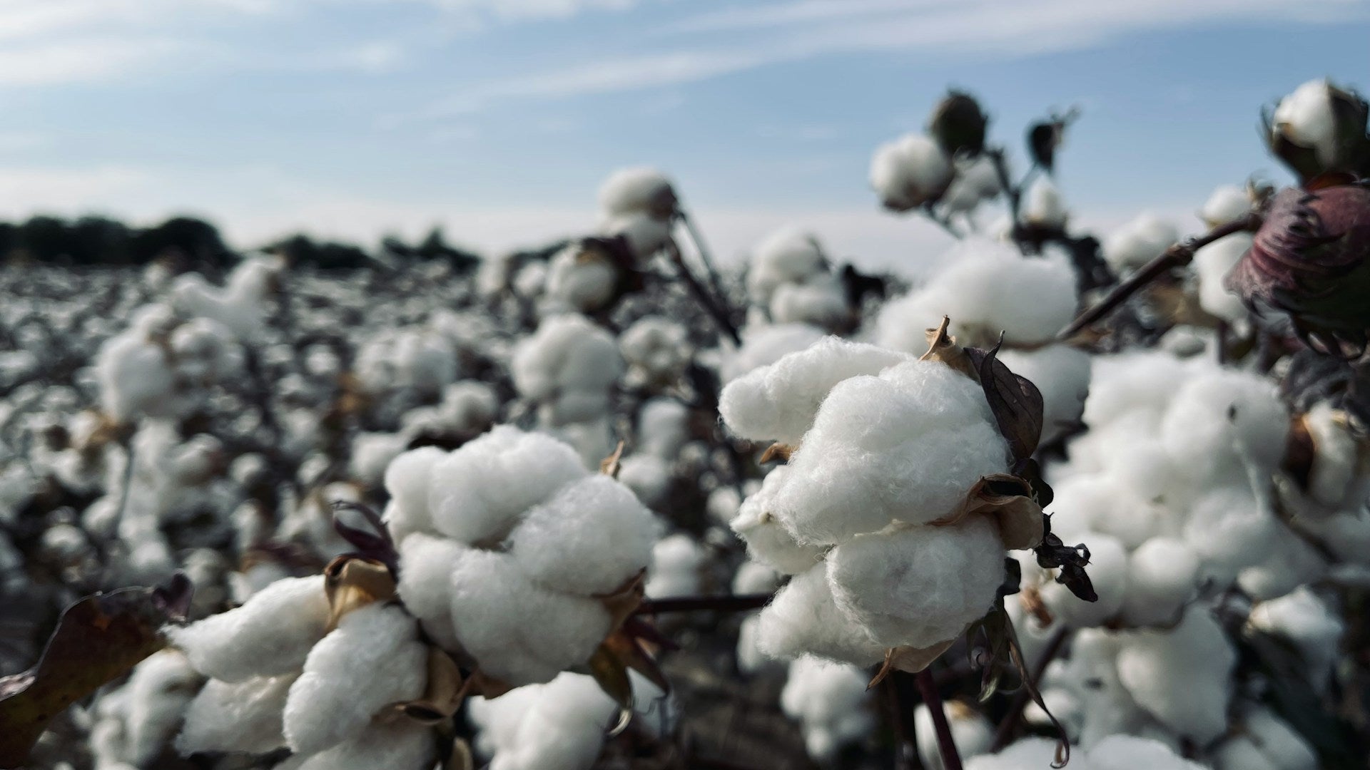 Sauber und Frisch: Baumwolle waschen mit Leichtigkeit - by Aylin Koenig